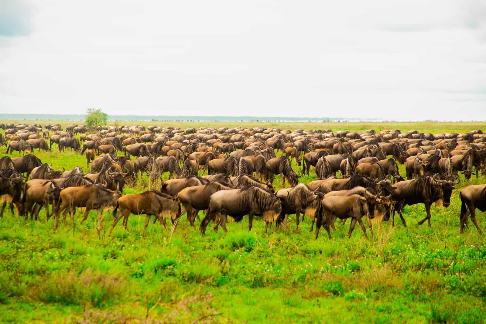 Serengeti National Park