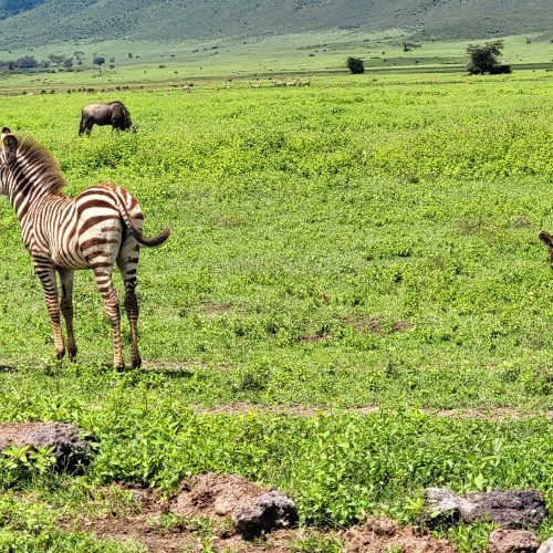5-Day Safari to Tarangire, Serengeti & Ngorongoro Crater