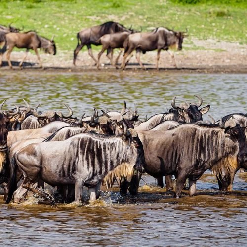 6-Day Witness Calving Season at Ndutu Plains