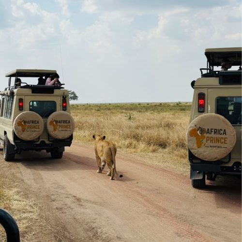 7 Days Unforgettable Safari
