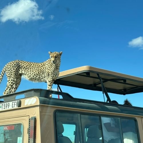 7 Day Luxury Safari (Tarangire, Serengeti & Ngorongoro Crater)
