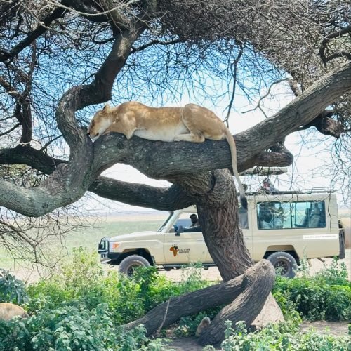 4 Day Luxury Safari (Manyara, Serengeti & Ngorongoro)