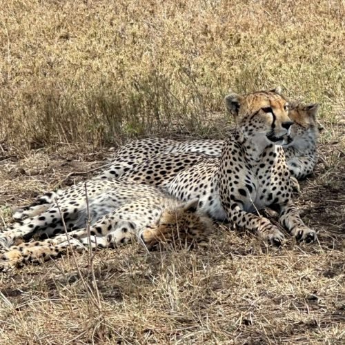 5 Day Luxury Safari (Manyara, Serengeti & Ngorongoro)