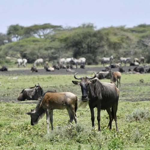4-day Calving Migration Safari
