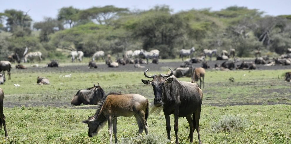 Wildebeest_in_Ndutu