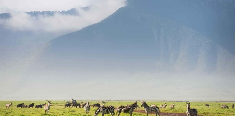 Zebras-in-Ngorongoro-crater