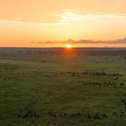 5 Days Ndutu Migration Safari