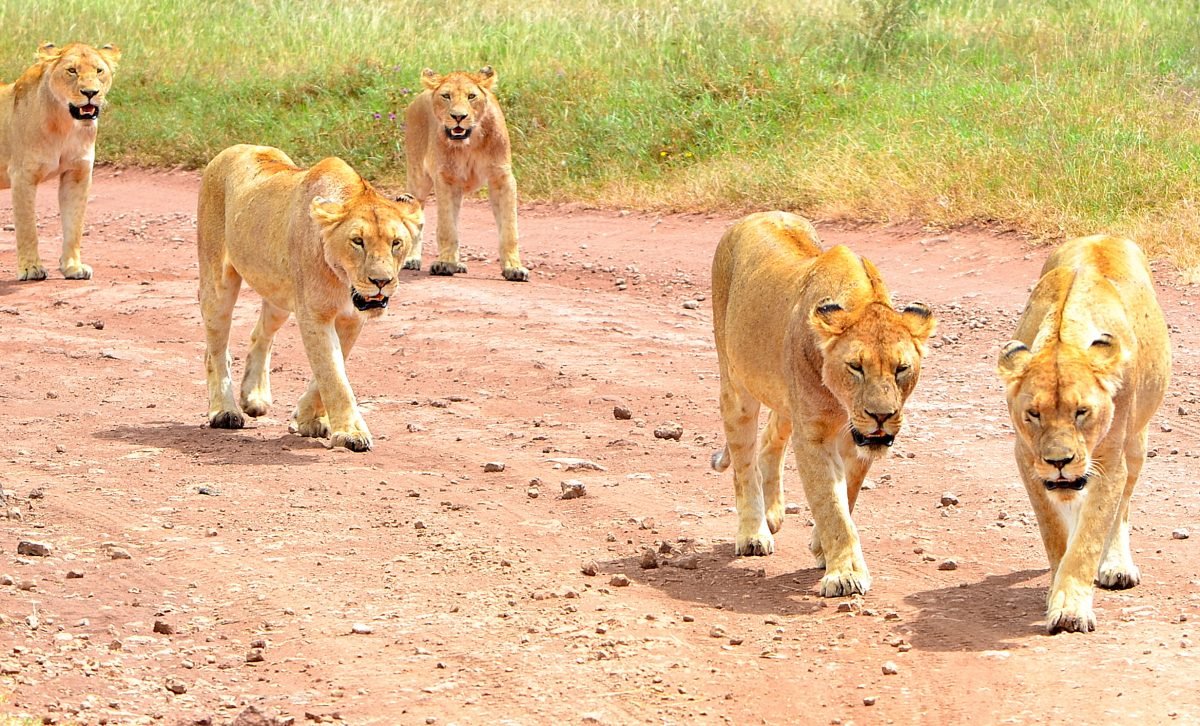 Wildlife
