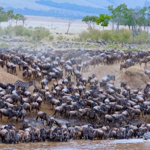 7-Day Great Wildebeest Migration Safari 