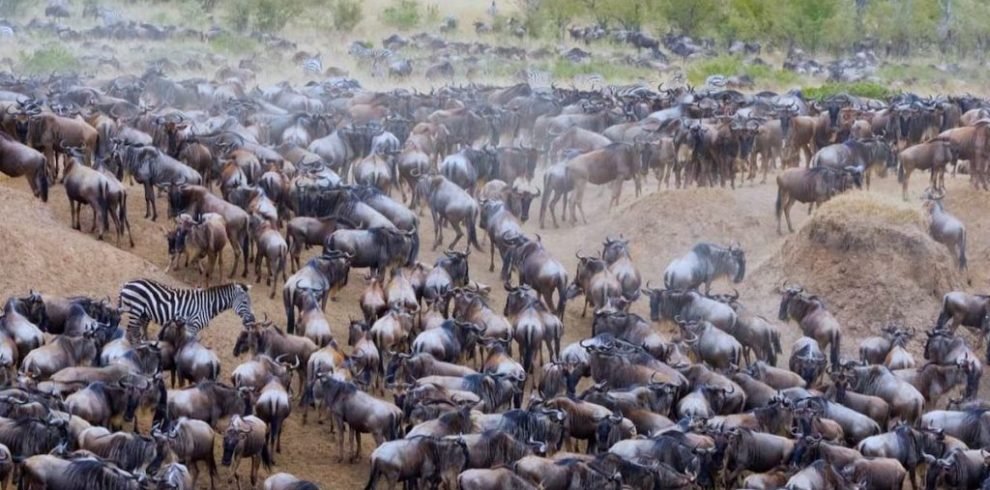 migration-Serengeti-1024×968