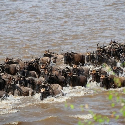 7 Days Mara River Crossing