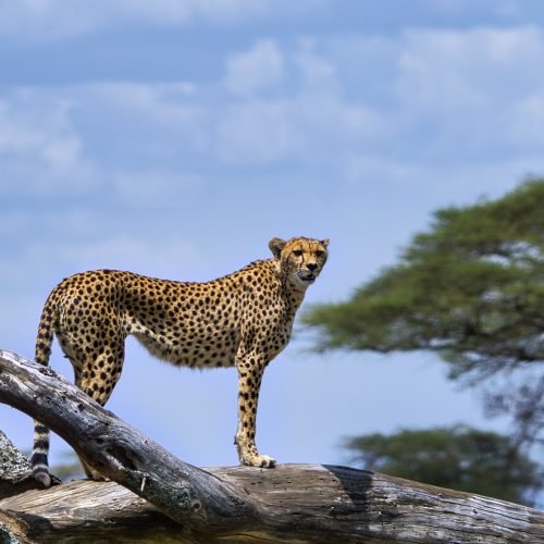 5 Days – Ultimate Serengeti & Ngorongoro Luxury Safari