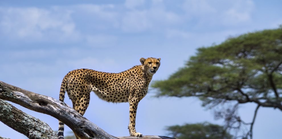 serengeti-2