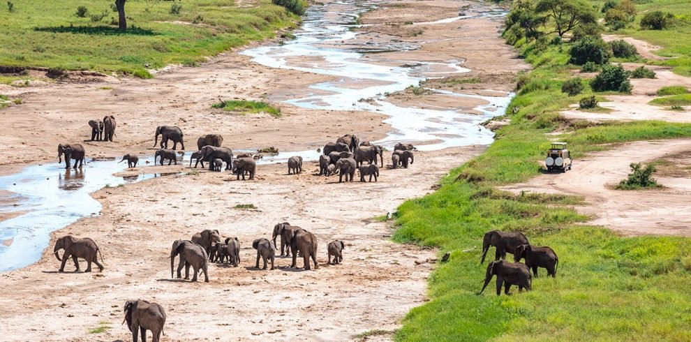 tarangire-elephants